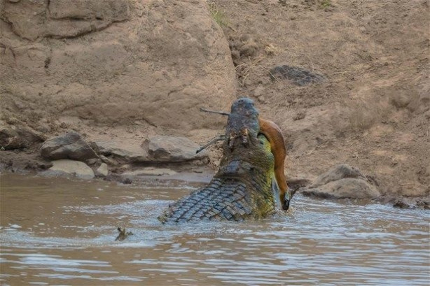 Foto - Vahşi doğadan inanılmaz kareler