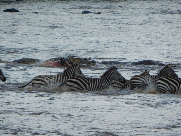 Foto - Vahşi doğadan inanılmaz kareler