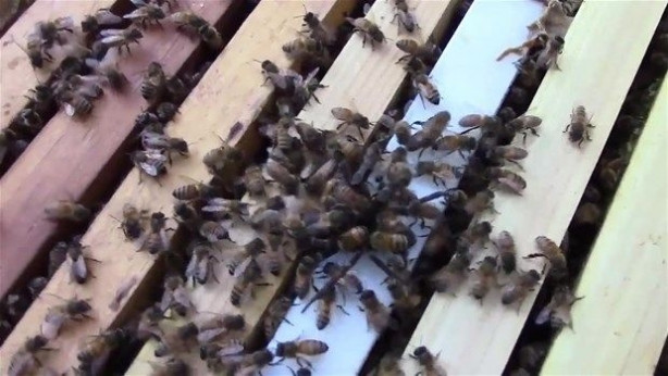 Foto - Vahşi doğadan inanılmaz kareler