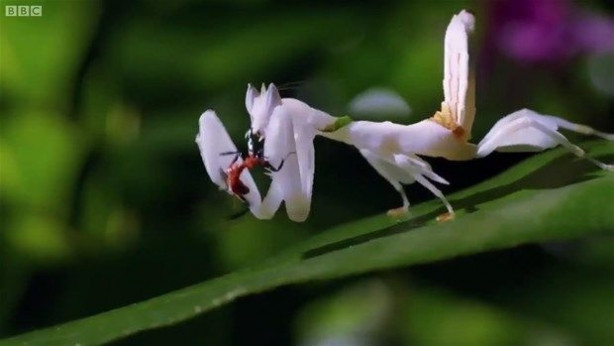 Foto - Vahşi doğadan inanılmaz kareler
