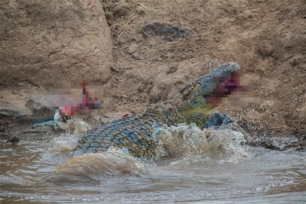 Foto - Vahşi doğadan inanılmaz kareler