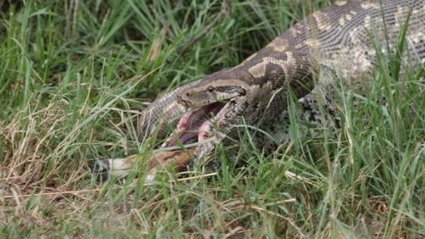 Foto - Vahşi doğadan inanılmaz kareler!