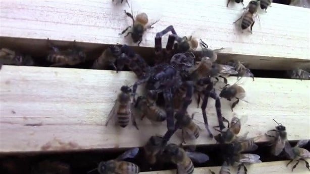 Foto - Vahşi doğadan inanılmaz kareler