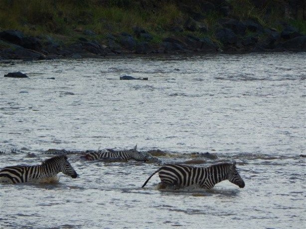 Foto - Vahşi doğadan inanılmaz kareler