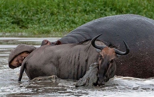 Foto - Vahşi doğadan inanılmaz kareler