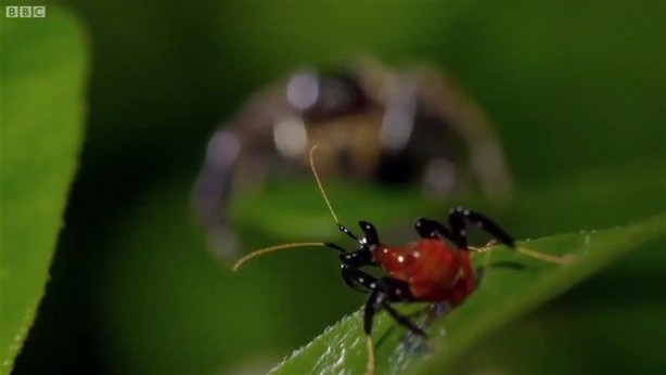 Foto - Vahşi doğadan inanılmaz kareler