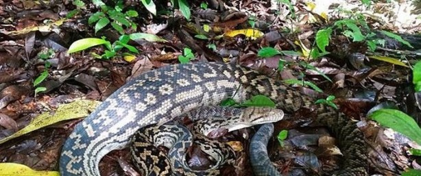 Foto - Vahşi doğadan inanılmaz kareler!