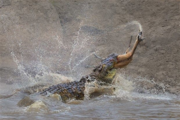 Foto - Vahşi doğadan inanılmaz kareler