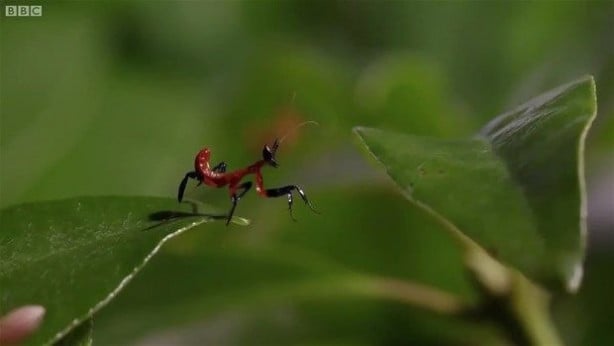 Foto - Vahşi doğadan inanılmaz kareler