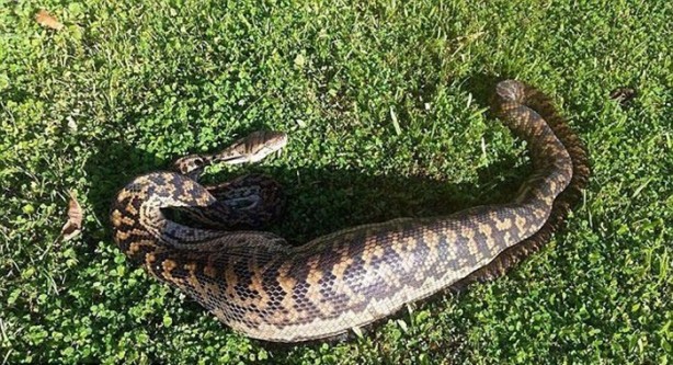 Foto - Vahşi doğadan inanılmaz kareler!