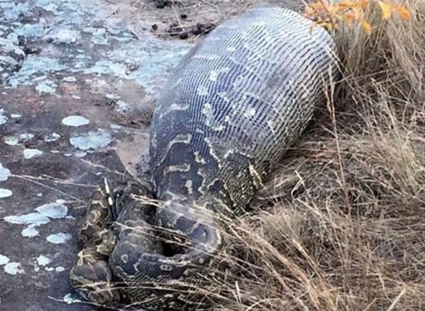 Foto - Vahşi doğadan inanılmaz kareler!