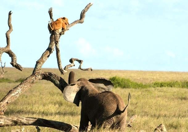 Foto - Vahşi doğadan inanılmaz kareler