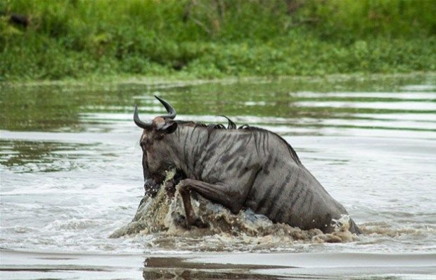 Foto - Vahşi doğadan inanılmaz kareler