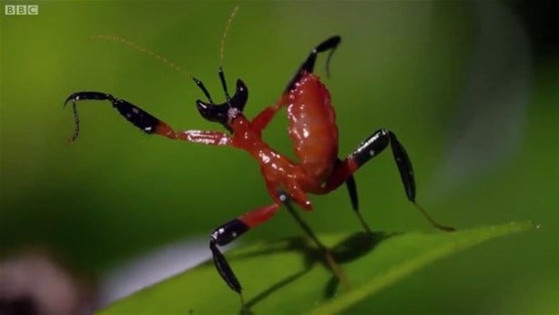 Foto - Vahşi doğadan inanılmaz kareler