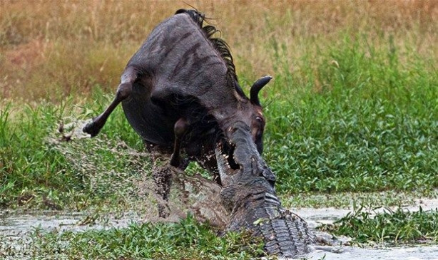 Foto - Vahşi doğadan inanılmaz kareler