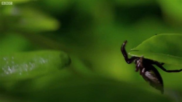 Foto - Vahşi doğadan inanılmaz kareler