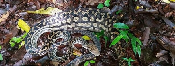 Foto - Vahşi doğadan inanılmaz kareler!