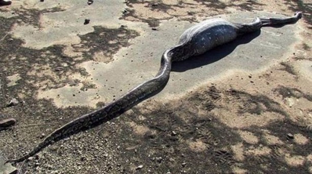 Vahşi doğadan inanılmaz kareler!