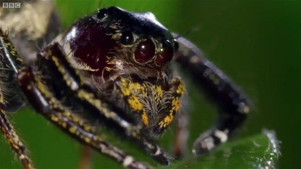 Foto - Vahşi doğadan inanılmaz kareler