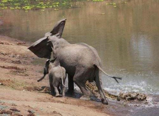 Foto - Vahşi doğadan korkunç görüntüler!