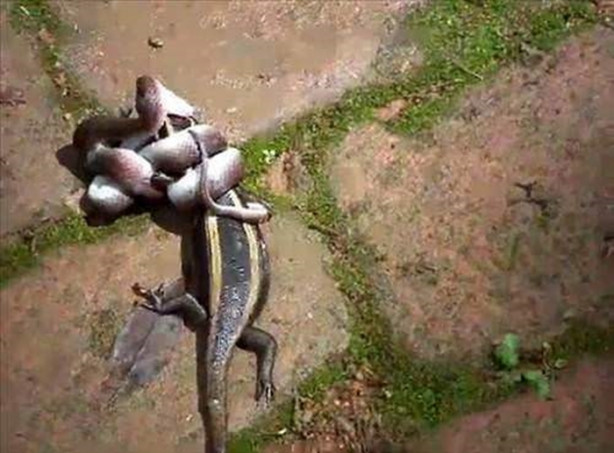 Foto - Vahşi doğadan korkunç görüntüler!