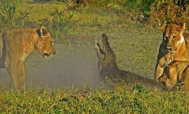Foto - Vahşi doğadan korkunç görüntüler!