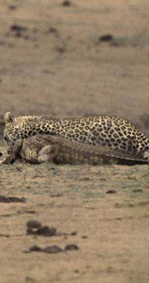 Foto - Vahşi doğadan korkunç görüntüler!