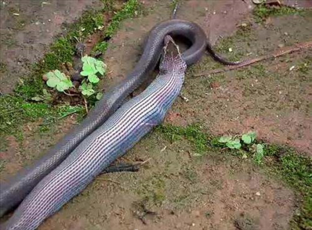 Foto - Vahşi doğadan korkunç görüntüler!