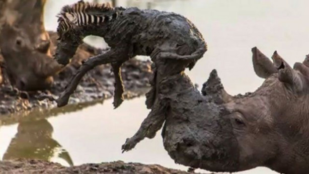 Foto - Vahşi doğadan korkunç görüntüler!