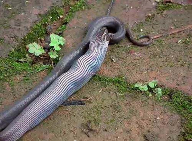 Foto - Vahşi doğadan korkunç görüntüler!