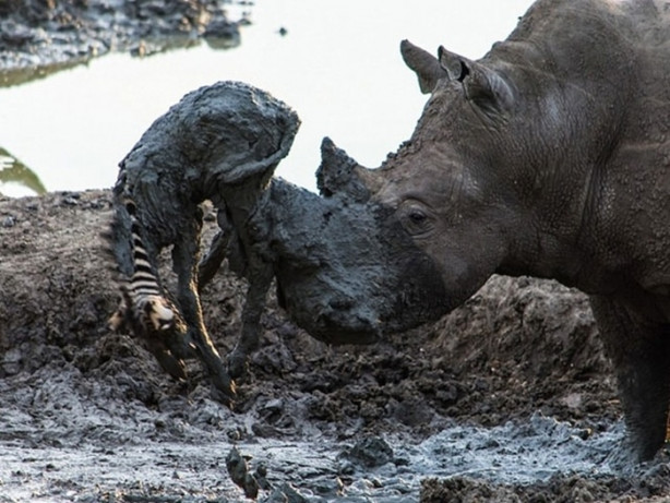 Foto - Vahşi doğadan korkunç görüntüler!