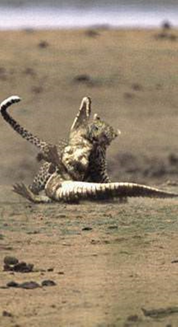 Foto - Vahşi doğadan korkunç görüntüler!