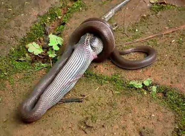 Foto - Vahşi doğadan korkunç görüntüler!