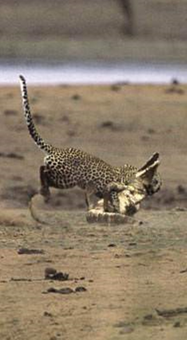 Foto - Vahşi doğadan korkunç görüntüler!