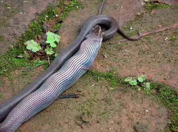 Foto - Vahşi doğadan korkunç görüntüler!