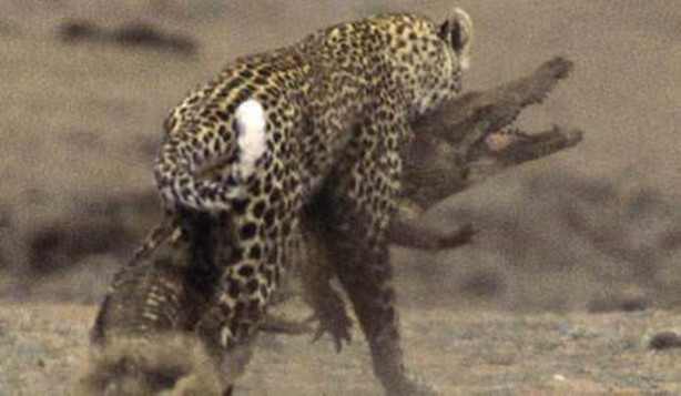 Foto - Vahşi doğadan korkunç görüntüler!