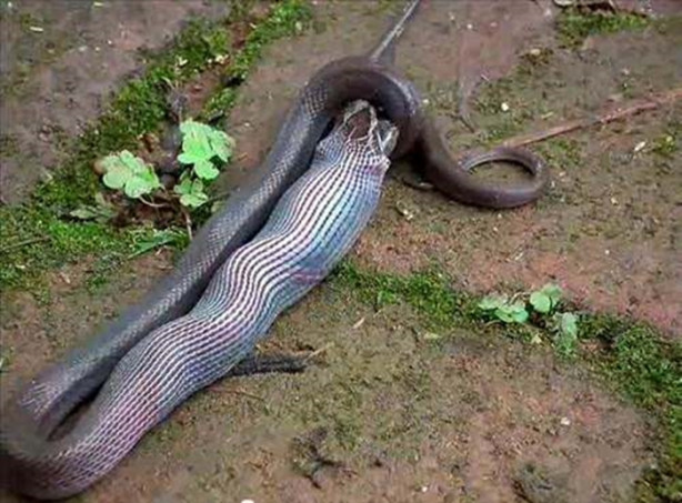 Foto - Vahşi doğadan korkunç görüntüler!