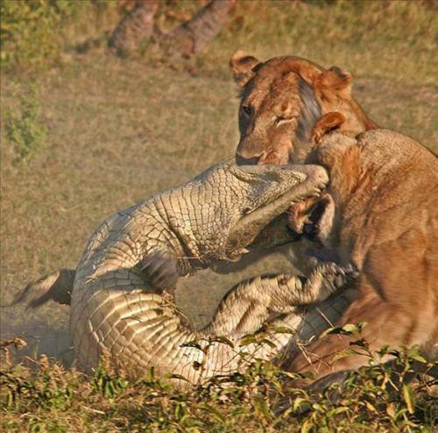 Foto - Vahşi doğadan korkunç görüntüler!