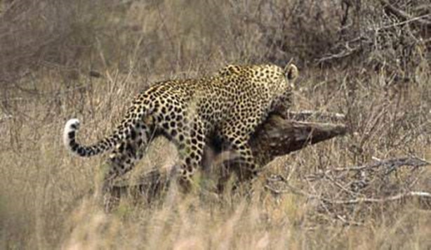 Foto - Vahşi doğadan korkunç görüntüler!