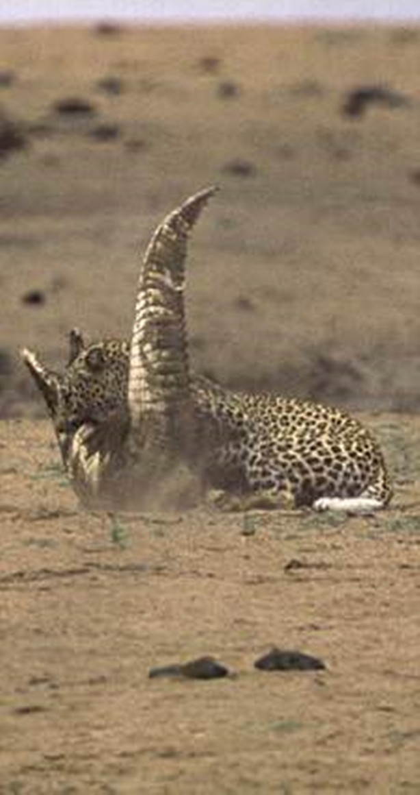 Foto - Vahşi doğadan korkunç görüntüler!