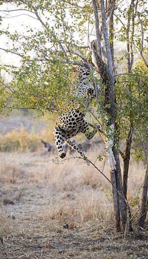 Foto - Vahşi doğadan ölümcül kavgalar