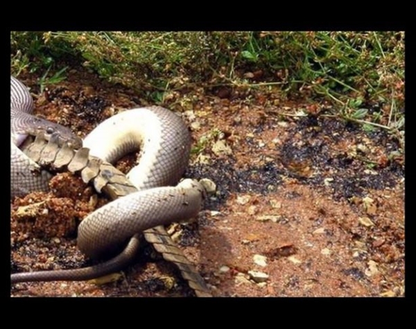 Foto - Vahşi doğadan ölümcül kavgalar