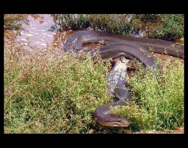 Foto - Vahşi doğadan ölümcül kavgalar