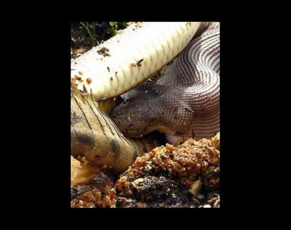 Foto - Vahşi doğadan ölümcül kavgalar