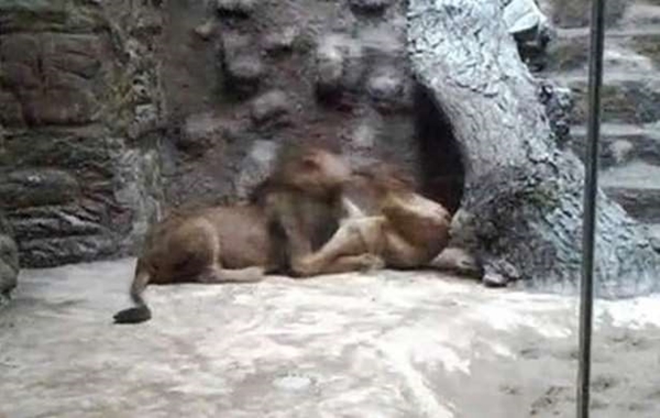 Foto - Vahşi doğadan ölümcül kavgalar