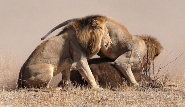 Foto - Vahşi doğadan ölümcül kavgalar