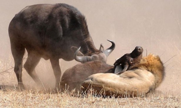 Foto - Vahşi doğadan ölümcül kavgalar