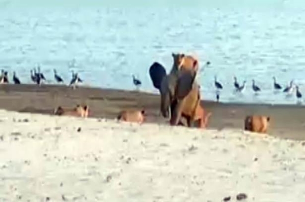 Foto - Vahşi doğadan ölümcül kavgalar