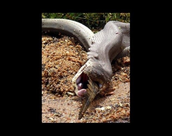 Foto - Vahşi doğadan ölümcül kavgalar
