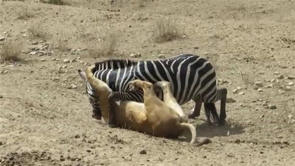 Foto - Vahşi doğadan ölümcül kavgalar